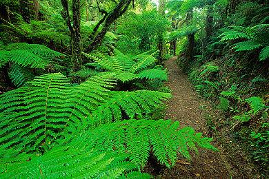 GeForceNOW正式登录SteamDeck 原生畅玩云游戏